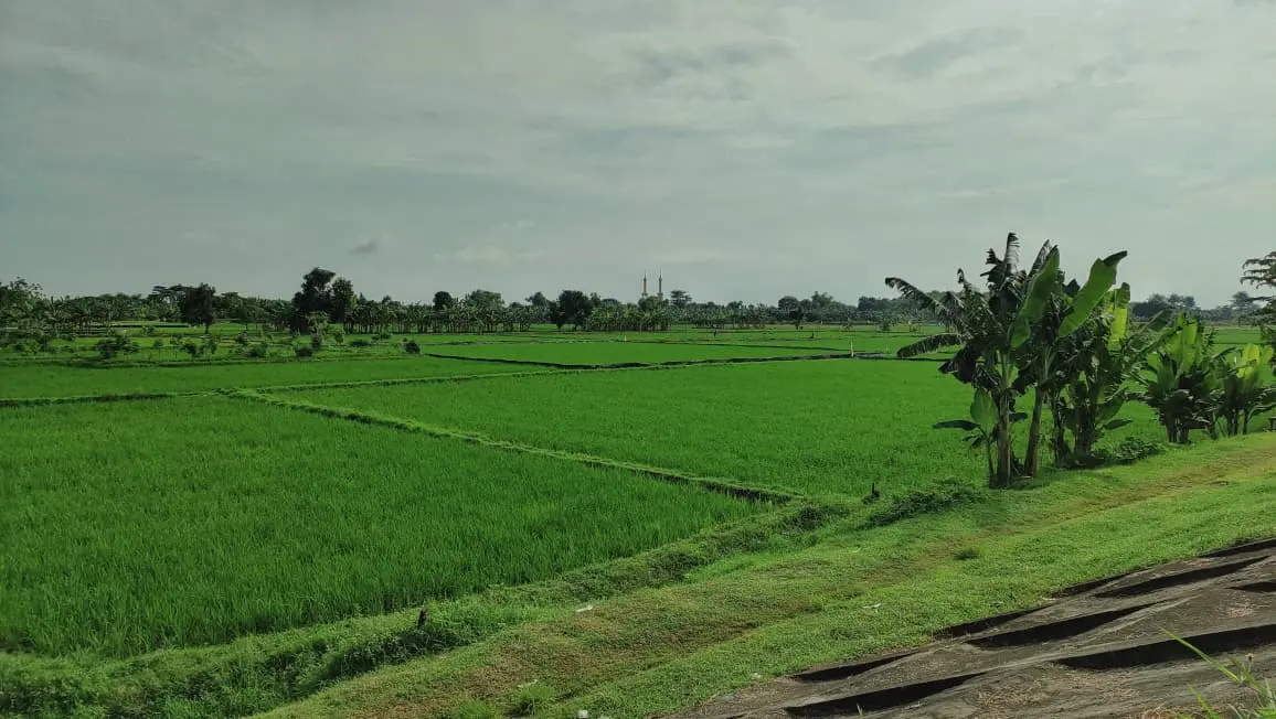 Sawah Pertanian di Desa Canditunggal